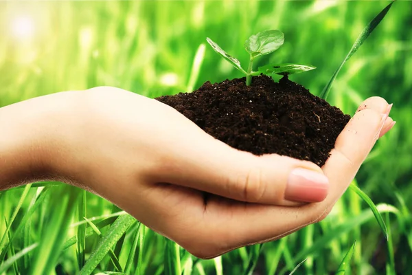 Ung planta i händer med jord på grönt gräs bakgrund — Stockfoto