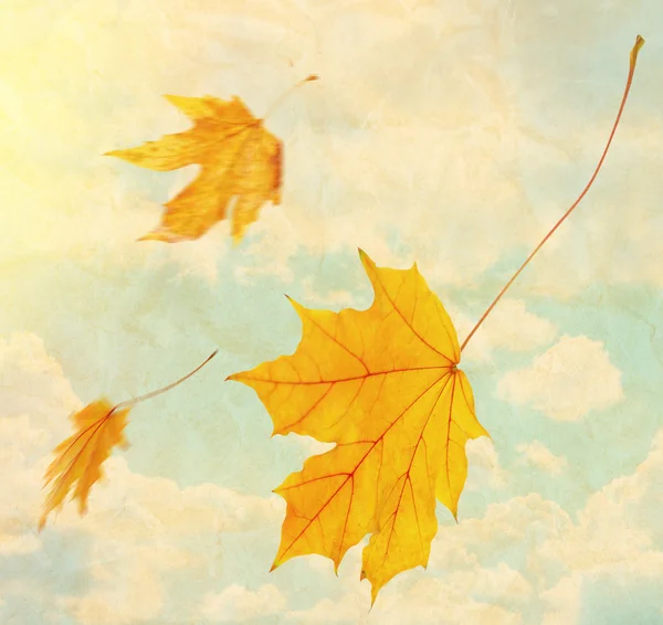 Hermosas hojas de otoño volando en un viento — Foto de Stock