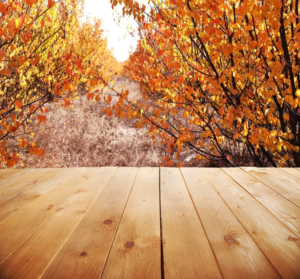 Красивый осенний лес. природа фон — стоковое фото