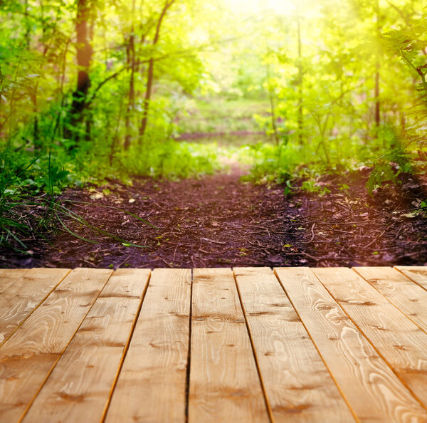 Sunlight in forest. Nature background