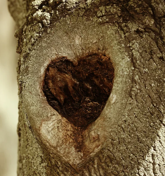 Дерево пустотіле у формі серця — стокове фото