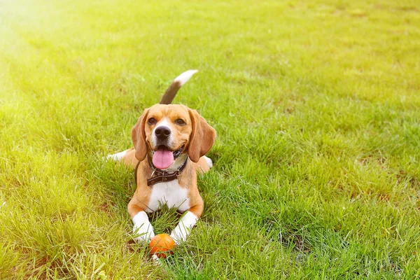 Divertido lindo perro beagle — Foto de Stock