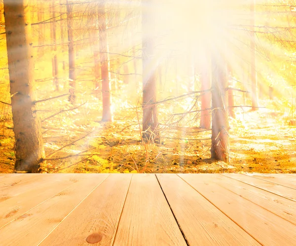 Sunlight in autumn forest — Stock Photo, Image