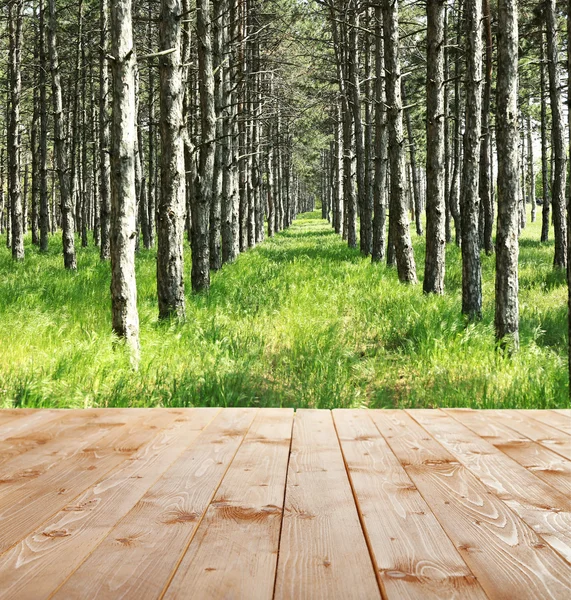 Schöner Wald. Hintergrund Natur — Stockfoto