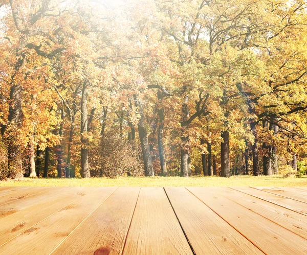Sluneční světlo v podzimním lese. Přírodní pozadí — Stock fotografie