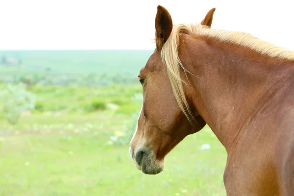 Bellissimo cavallo bruno al pascolo sul prato — Foto Stock