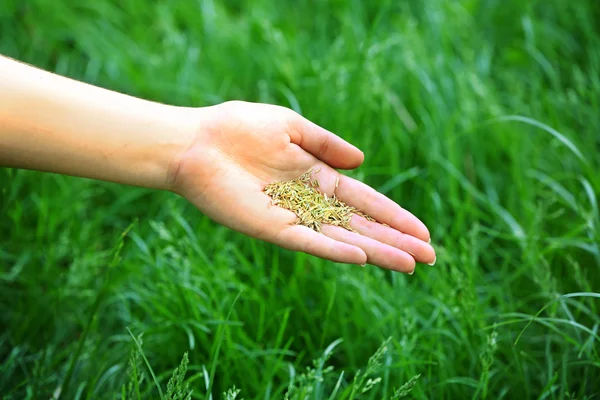 Wheat grain in female hand on green grass background — Stock Photo, Image