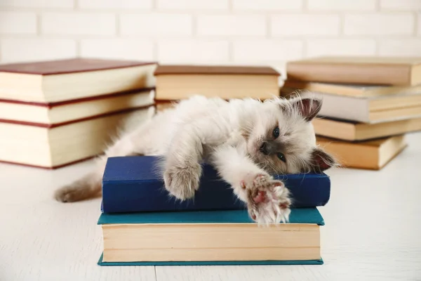 Carino piccolo gatto con libri su sfondo chiaro — Foto Stock