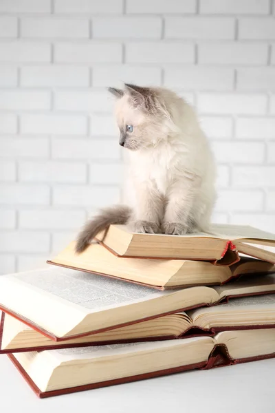 Niedliche kleine Katze mit Büchern auf hellem Hintergrund — Stockfoto