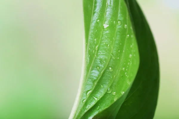 Fresh green leaf with drops on nature background — Stock Photo, Image