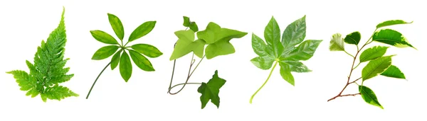 Leaves of green house plants — Stock Photo, Image