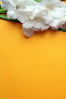 Kağıt arka plan üzerinde güzel Glayöl