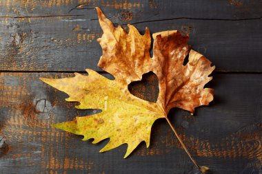 Ahşap arka plan üzerinde kesme kalpli sonbahar yaprak kurutulmuş