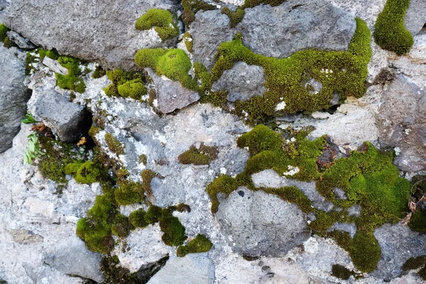 Antiguo muro de piedra con musgo como fondo —  Fotos de Stock