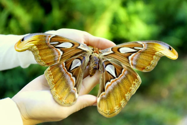 Borboleta colorida na mão feminina, close-up — Fotografia de Stock