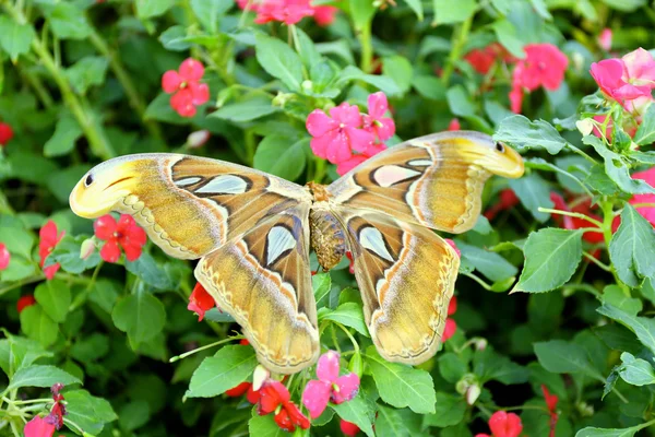 Papillon coloré sur fond de nature — Photo