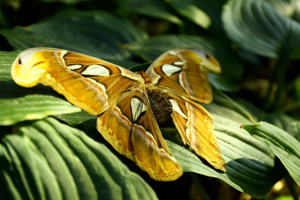 Papillon coloré sur fond de nature — Photo