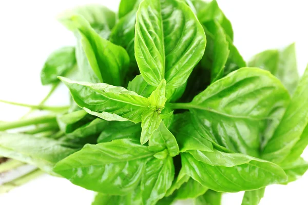 Fresh basil leaves close up — Stock Photo, Image