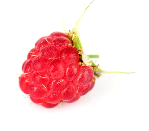 Framboise rouge mûre isolée sur blanc — Photo