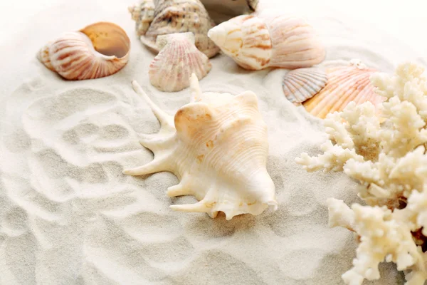 Belle conchiglie su sfondo sabbia — Foto Stock