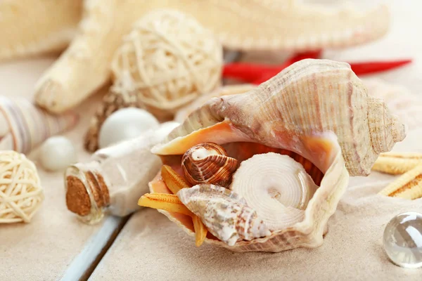 Bela composição do mar com conchas de perto — Fotografia de Stock