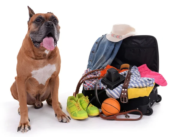 Beautiful Boxer Dog — Stock Photo, Image