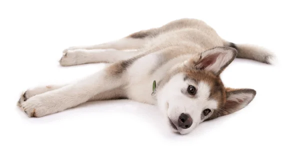 Cute puppy Malamute leżącego — Zdjęcie stockowe