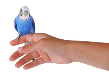 Muhabbet kuşu yandan mavi