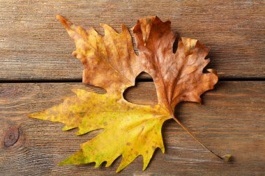 Sonbahar yaprak kesme kalp ile kurutulmuş