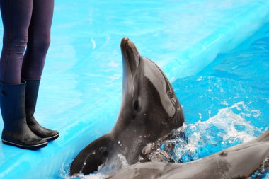Dolphinarium sevimli yunuslar