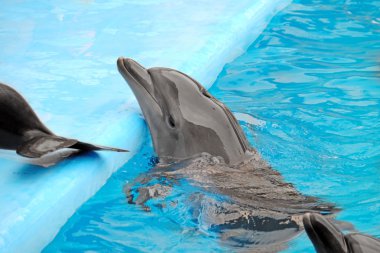 Dolphinarium sevimli yunus