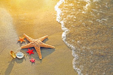 Deniz yıldızları ile pusula 