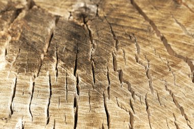 Ağaç gövdesi Ahşap dokusu,