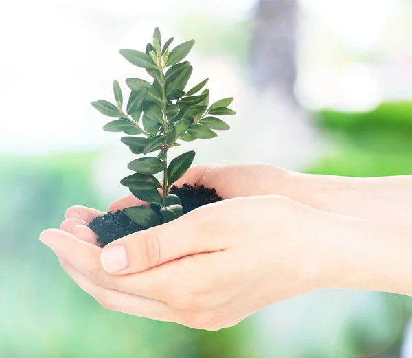 Woman holding young plant — Stock Photo, Image