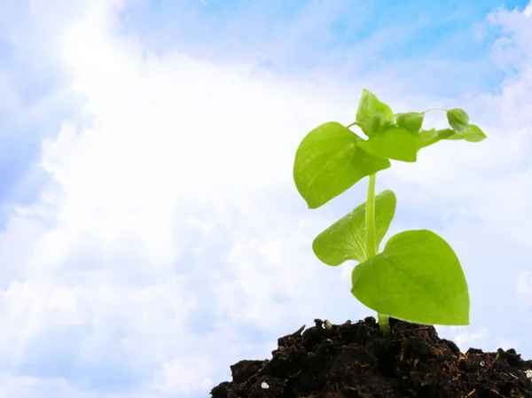 Plántulas verdes que crecen del suelo — Foto de Stock