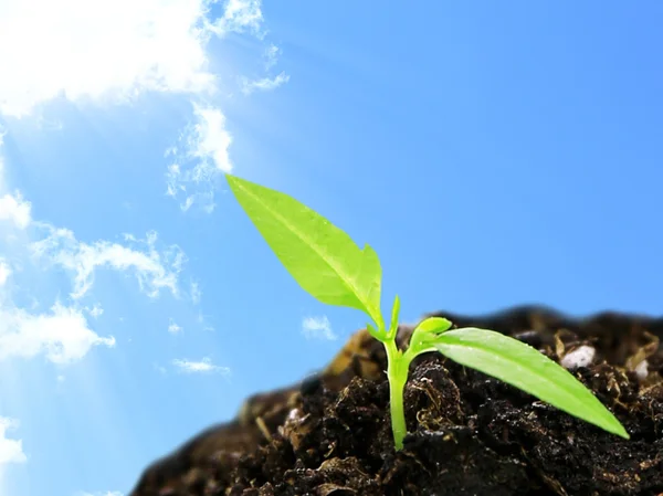 Plántulas verdes que crecen del suelo — Foto de Stock