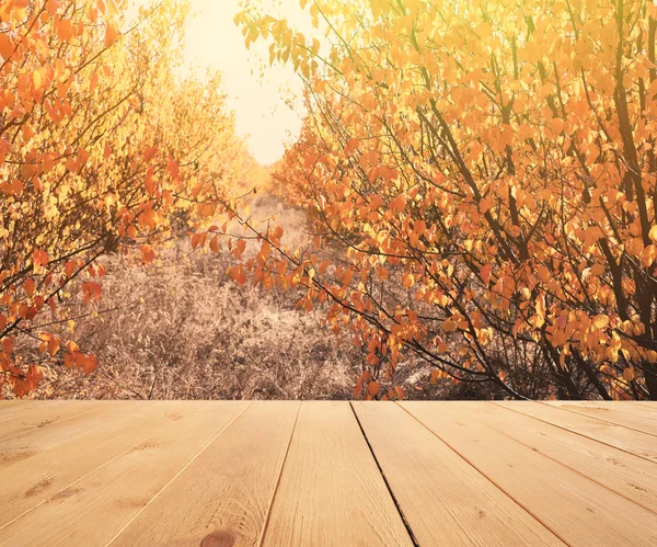 Sunlight in autumn forest. Nature background — Stock Photo, Image