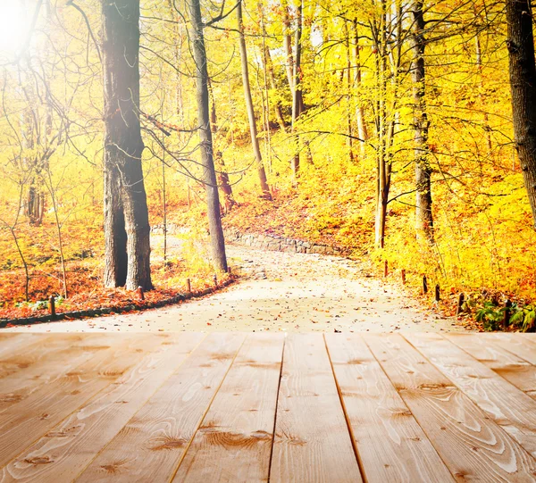 秋の森の日光。自然の背景 — ストック写真