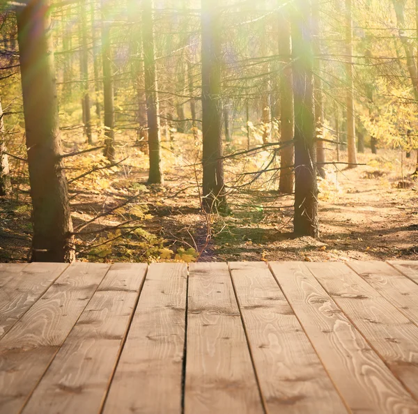 Solljus i höst skog. Natur bakgrund — Stockfoto