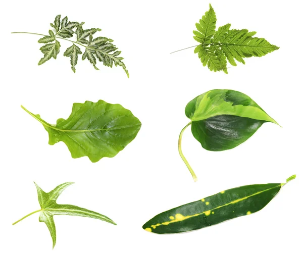 Leaves of green house plants — Stock Photo, Image