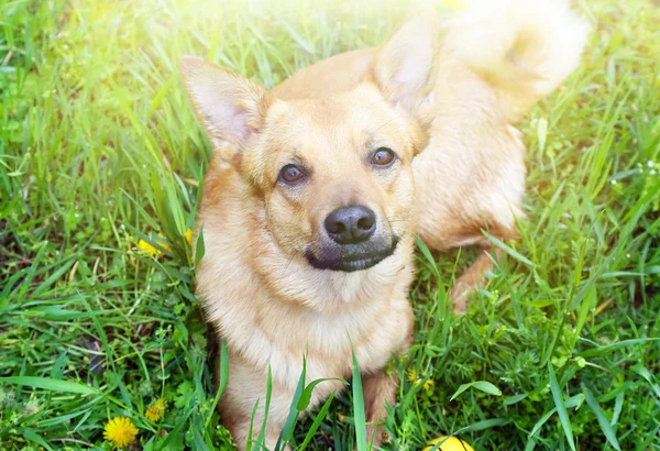 Funny cute dog, outdoors — Stock Photo, Image