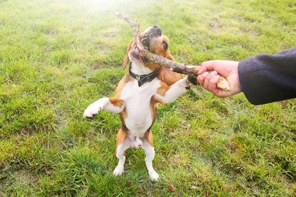 Man playing with dog in park — Stock Photo, Image