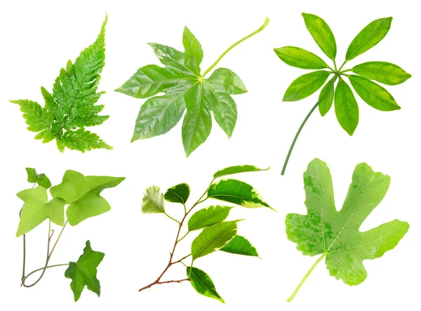 Leaves of green house plants — Stock Photo, Image
