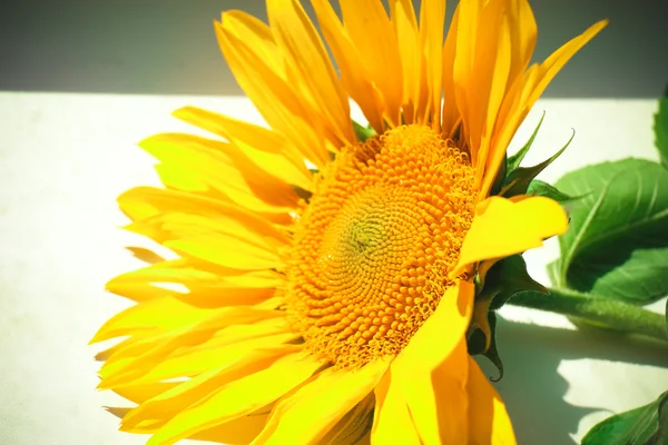 Mooie lichte zonnebloem close-up — Stockfoto