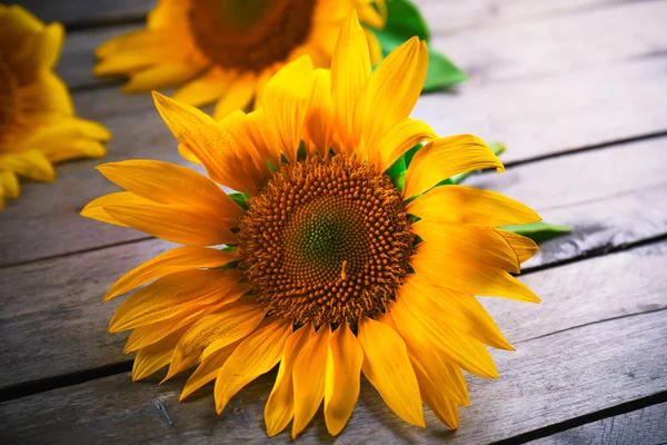 Beautiful bright sunflowers on wooden table close up — Stock Photo, Image