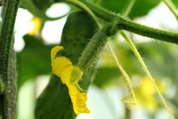 Cucumber growing in garden — Stock Photo, Image