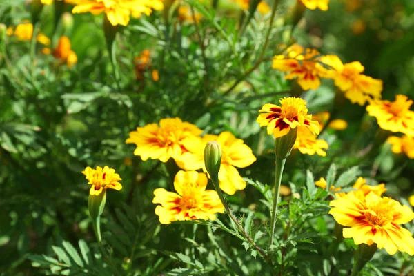 Blommor över grönt gräs — Stockfoto