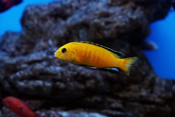 Exotische Fische im Aquarium — Stockfoto