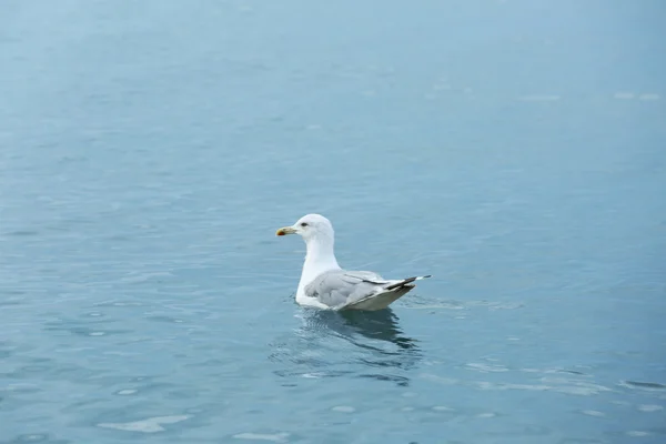 美丽的海鸥上水 — 图库照片