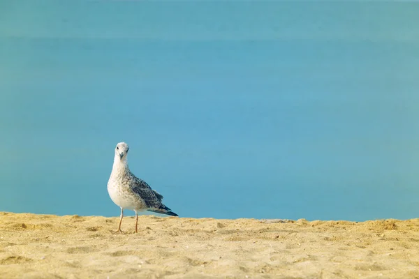 Mewa na piaszczystej plaży — Zdjęcie stockowe